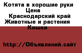 Котята в хорошие руки › Цена ­ 10 - Краснодарский край Животные и растения » Кошки   